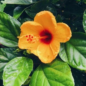 Meet your Posher, Amber